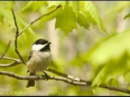 Black-capped Chickadee