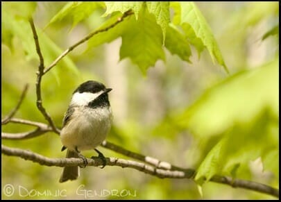 Black-capped Chickadee