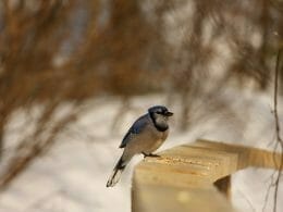 Photos: Geaie Bleue - Les Marais du Nord