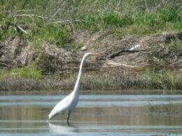Great Egret