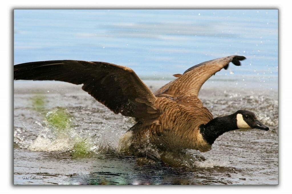 Canada goose taking flight