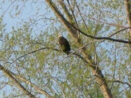 Bald Eagle
