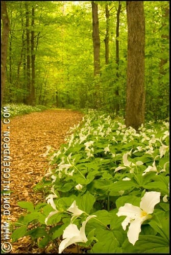 Main trail in spring