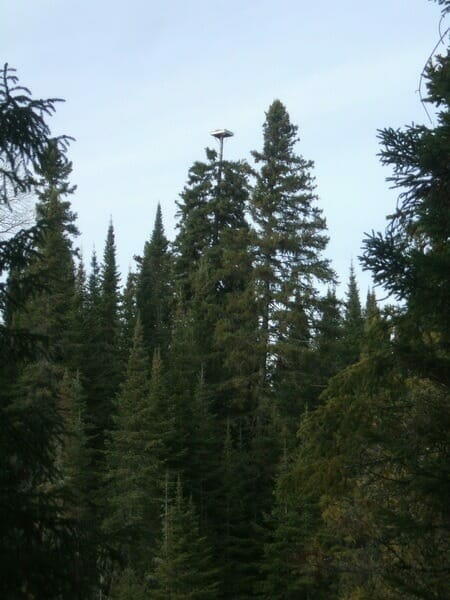 Osprey nest platform
