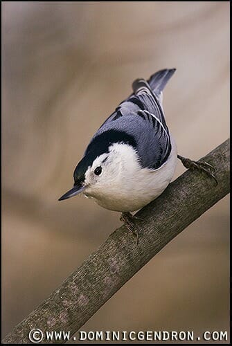 Sittelle à poirtrinne blanche