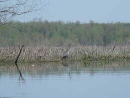 A Great Blue Heron on the riverbank