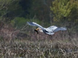 Great Blue Heron in flight