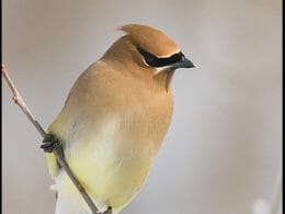 Jaseur - territoire du ruisseau Saint-Jean