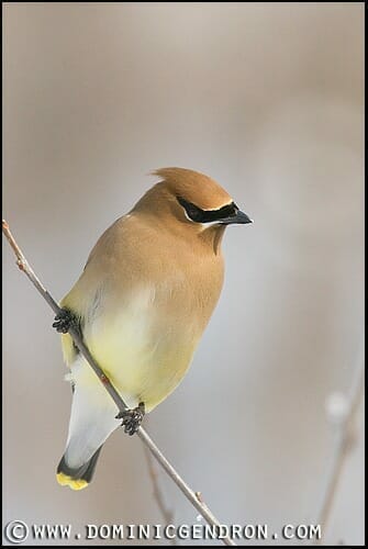 Waxwing - Ruisseau Saint-Jean territory