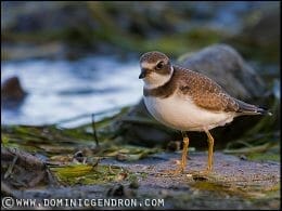 Photos: Pluvier semipalmé, plage du nord - Île Saint-Bernard