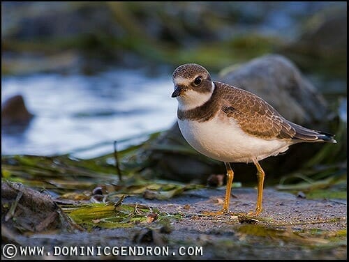Semipalmated plover, northern beach
