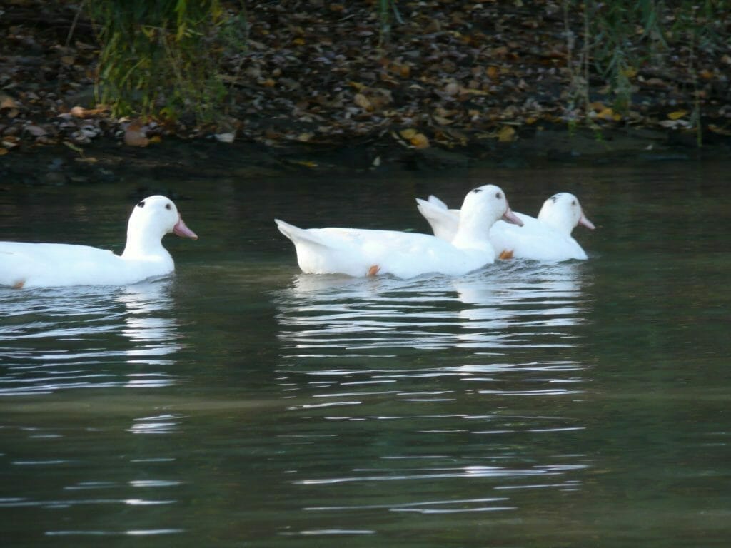 Oies blanches