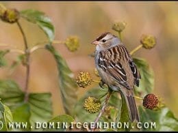 White-crowned Bunting
