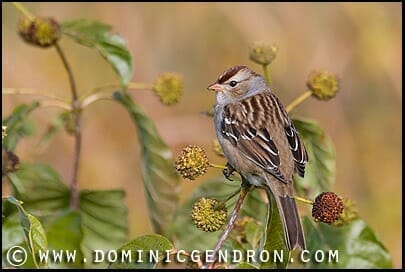 White-crowned Bunting