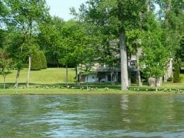 Canada Geese in group