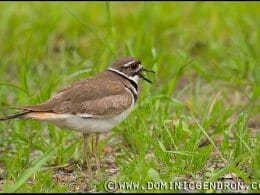 Killdeer, in front of the Island Pavilion
