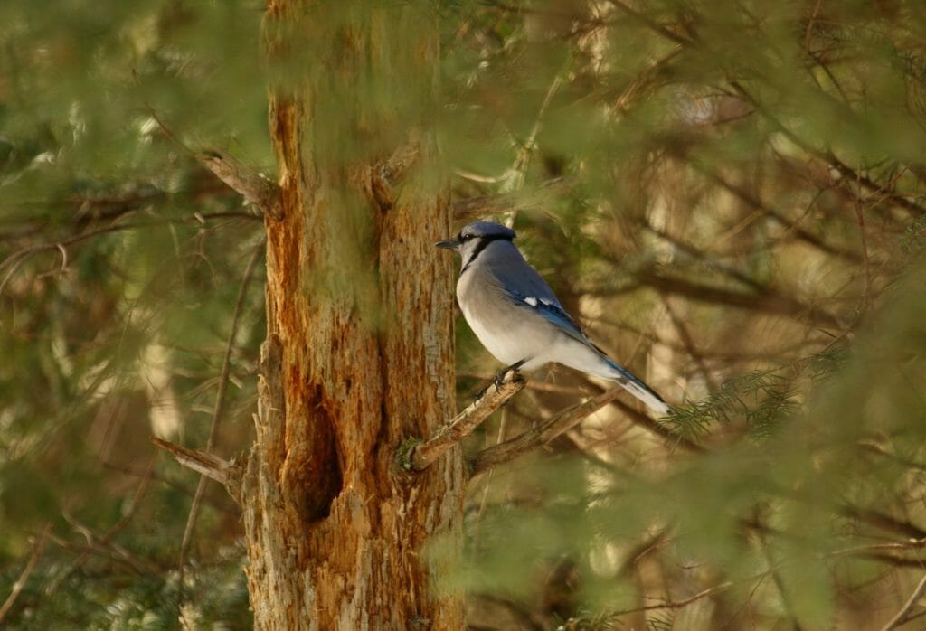 Blue Jay