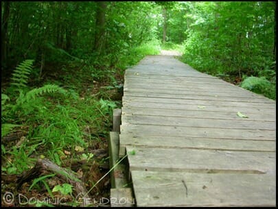 Footbridge on the trail