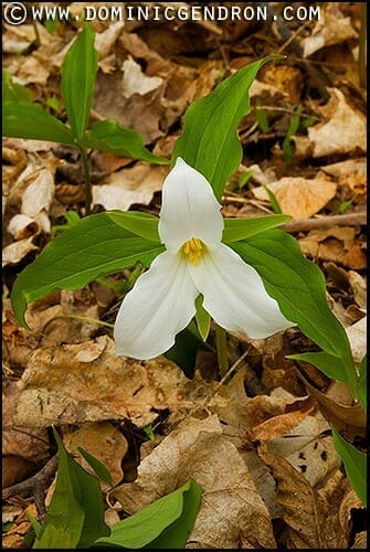Trillium grandiflora