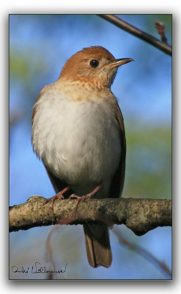 Hermit thrush