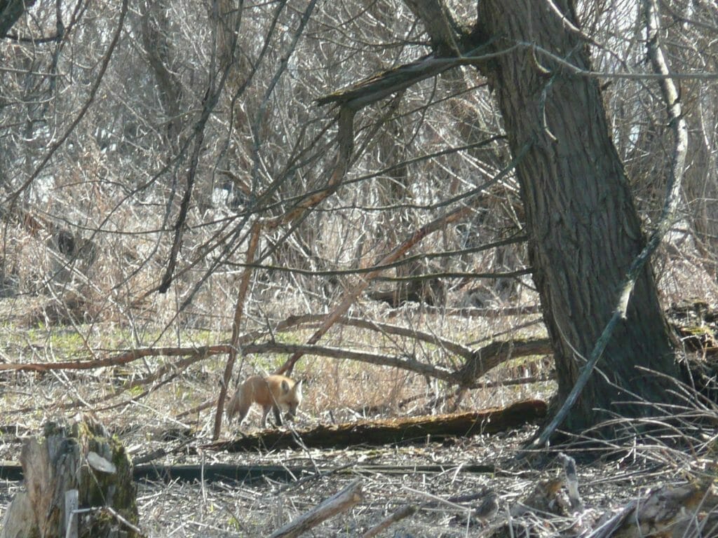 Red fox
