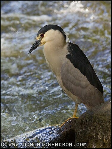 Black-crowned night heron