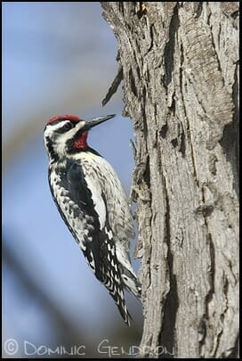 Spotted Woodpecker