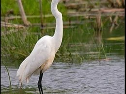 Great Egret
