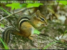 Striped chipmunk