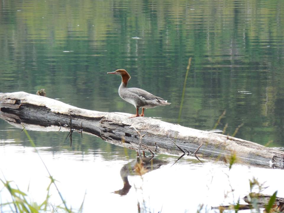 Grand Harle (Common Merganser)