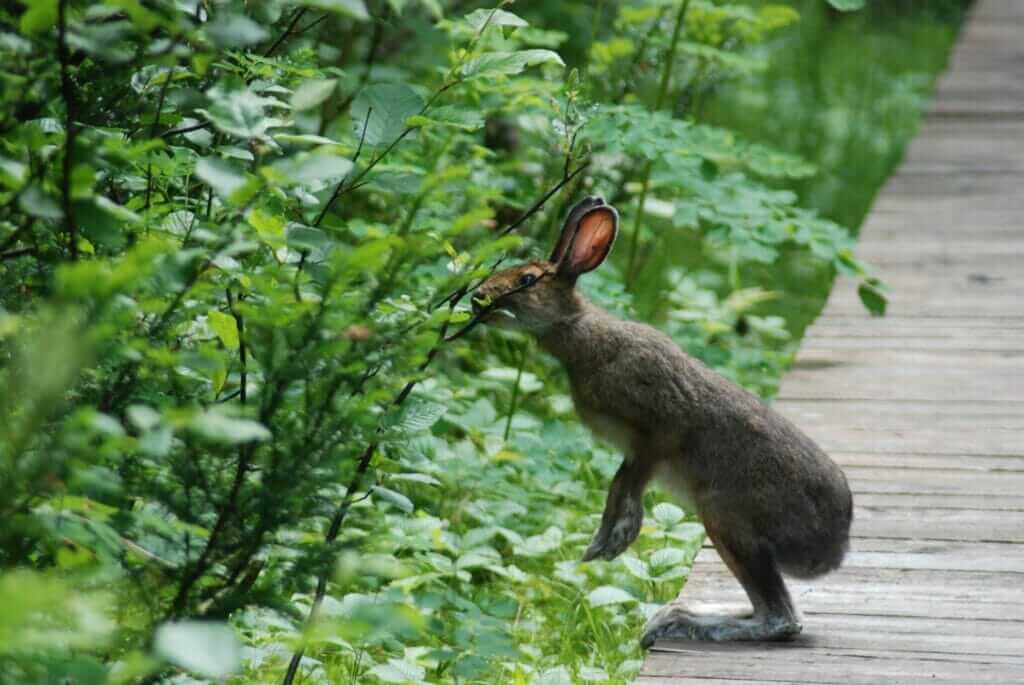 Hare on the boardwalk