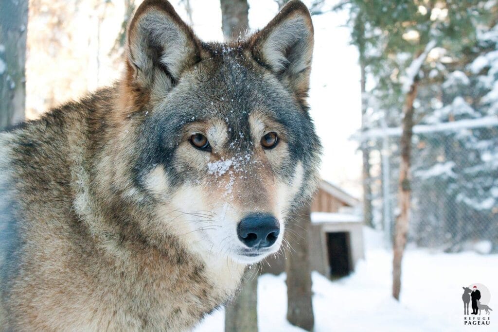 Loup