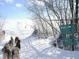 Dog sledding on the trails at Plessiville