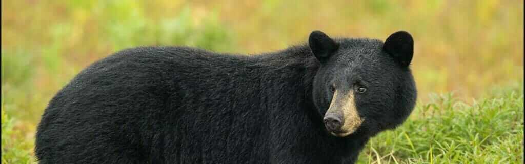 Ours noir dans son environnement naturel