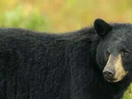 Black bear in its natural environment