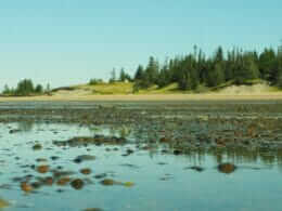 Battures au parc nature de la Pointe-aux-Outardes