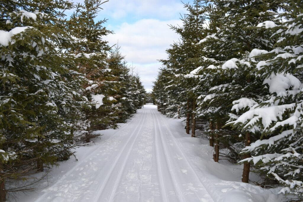 Double-track cross-country ski trail in Saint-Elzéar