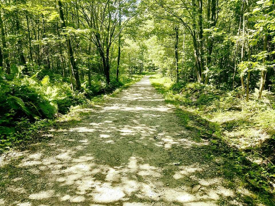 Multi-use trail in Mont-Bellevue Park