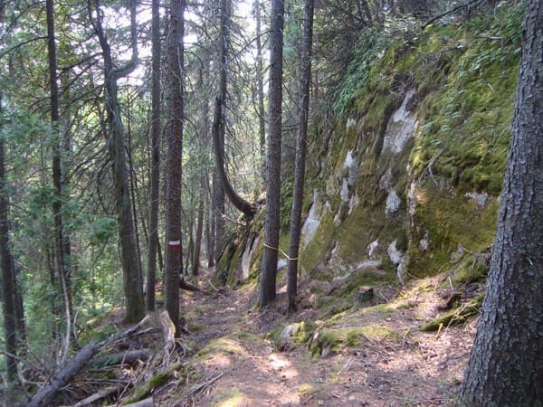 National trail through the forest