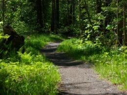 Trail in the Pointe-des-Américains park in Alma