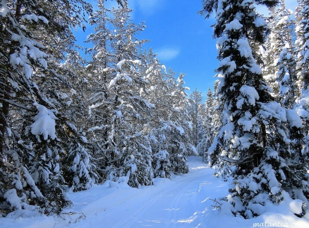 Cross-country ski trail in the heart of Saint-Côme village