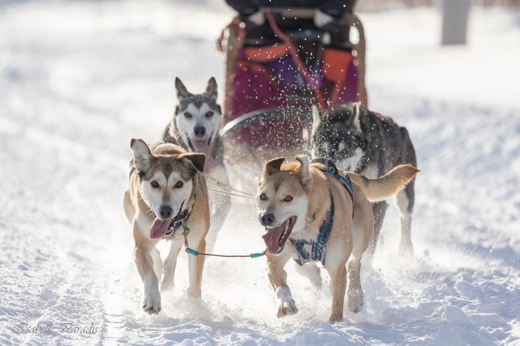Traîneau à chiens chez Descente Malbaie
