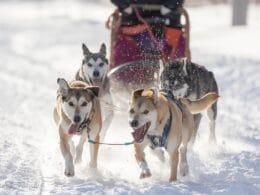 Dog sledding at Descente Malbaie