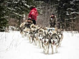 Dog sledding