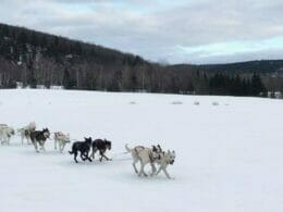 Dog sledding in Trois-Rives