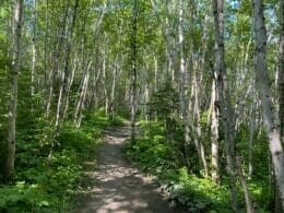 Mountain bike trail at Panoramique, Saguenay