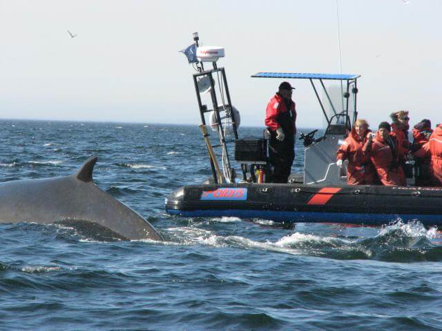 Excursion aux baleines en zodiac