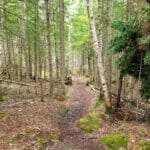 Lac Reid trail in La Mauricie National Park