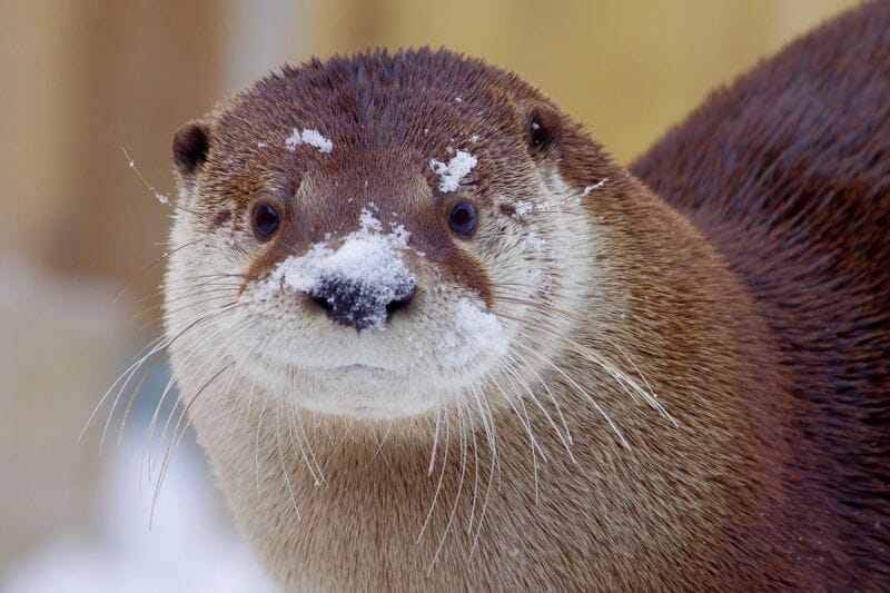 River otter - Centre de la Biodiversité du Québec