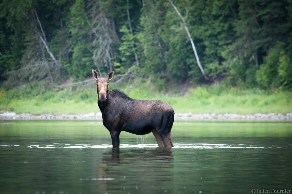 Moose in the Matapedia Valley